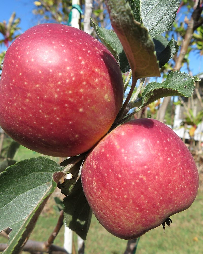 Photo of Junaluska apples