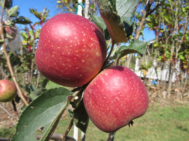 Photo of Junaluska apples