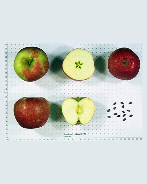 Photo of Keepsake apples