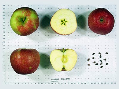 Photo of Keepsake apples
