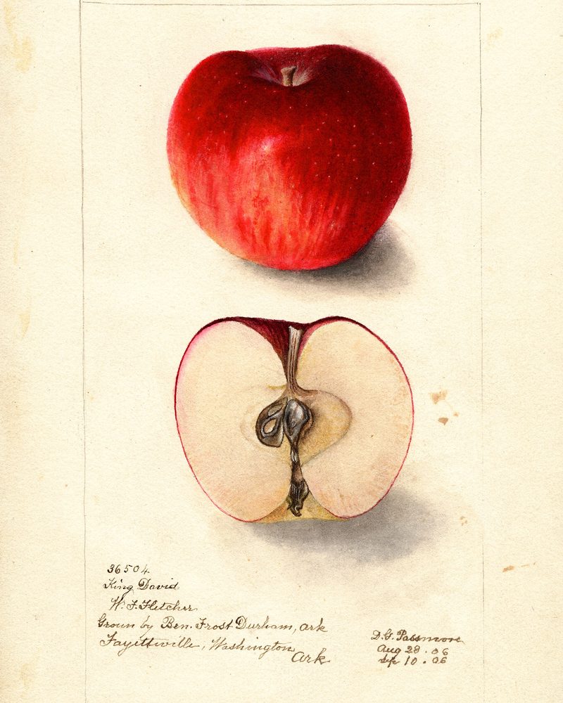 King David apple, watercolor by Deborah Griscom Passmore (1906)