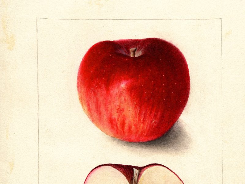 King David apple, watercolor by Deborah Griscom Passmore (1906)