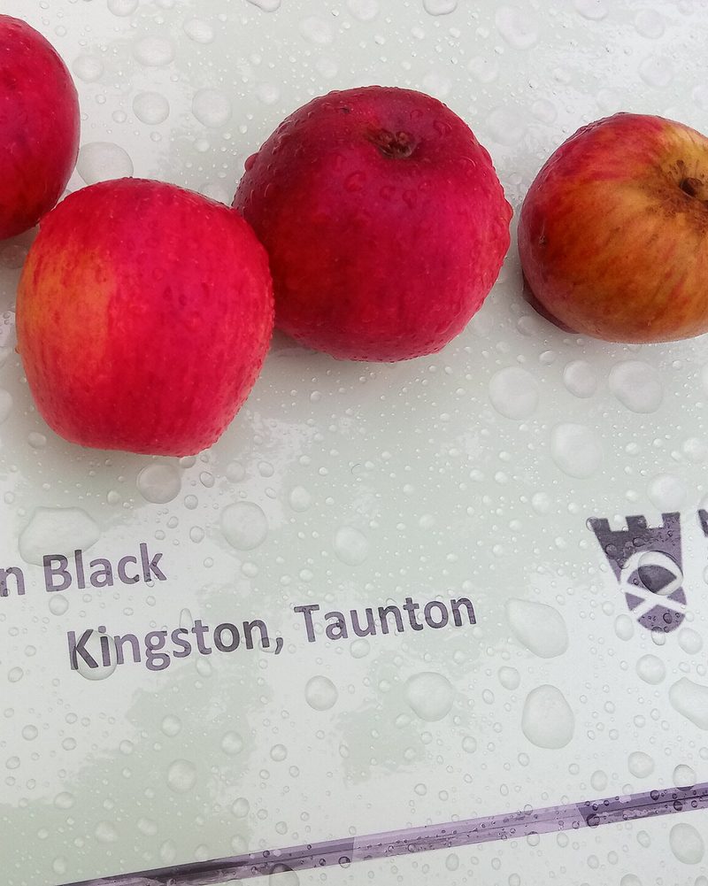 Photo of Kingston Black apples