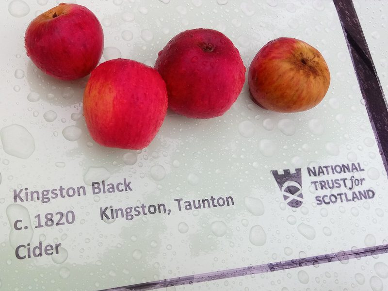 Photo of Kingston Black apples