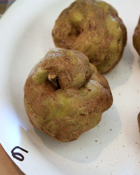 Photo of Knobbed Russet apples