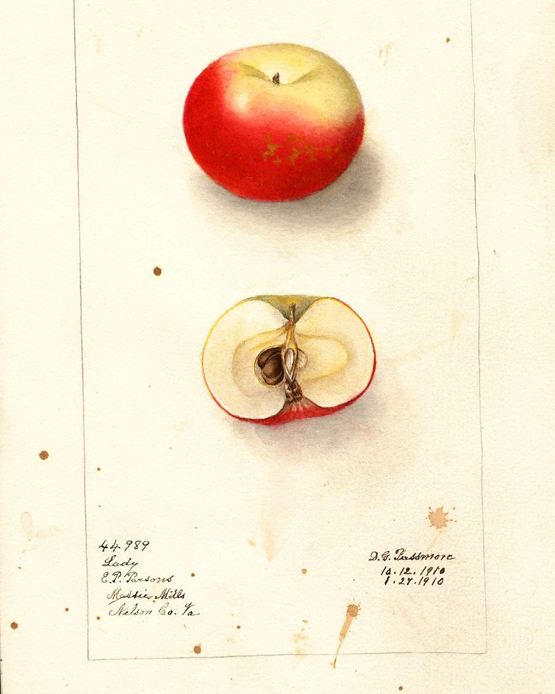 Lady apple, watercolor by Deborah Griscom Passmore (1910)