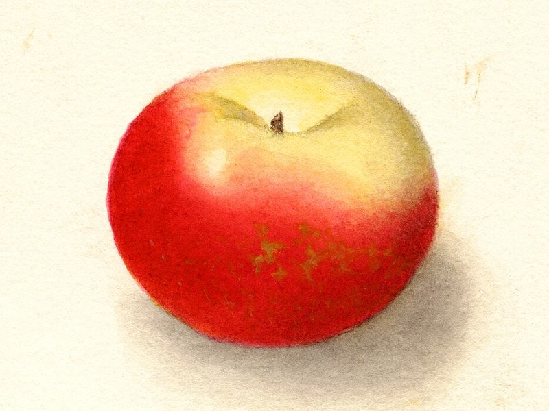 Lady apple, watercolor by Deborah Griscom Passmore (1910)