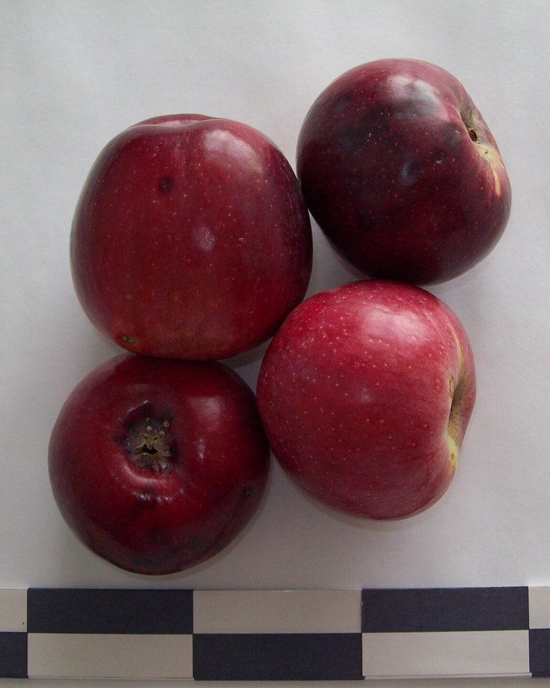 Photo of Liberty apples