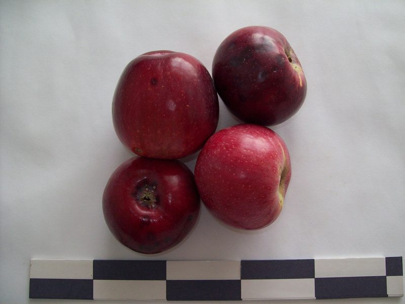 Photo of Liberty apples