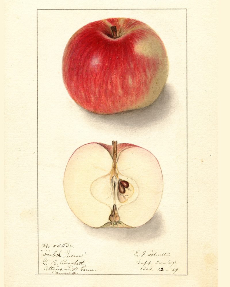Lubsk Queen apple, watercolor by Ellen Isham Schutt (1909)