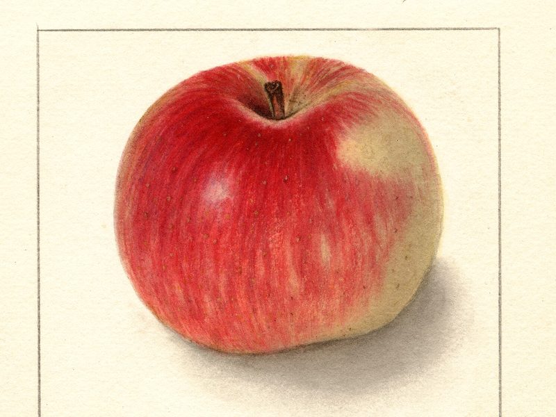 Lubsk Queen apple, watercolor by Ellen Isham Schutt (1909)