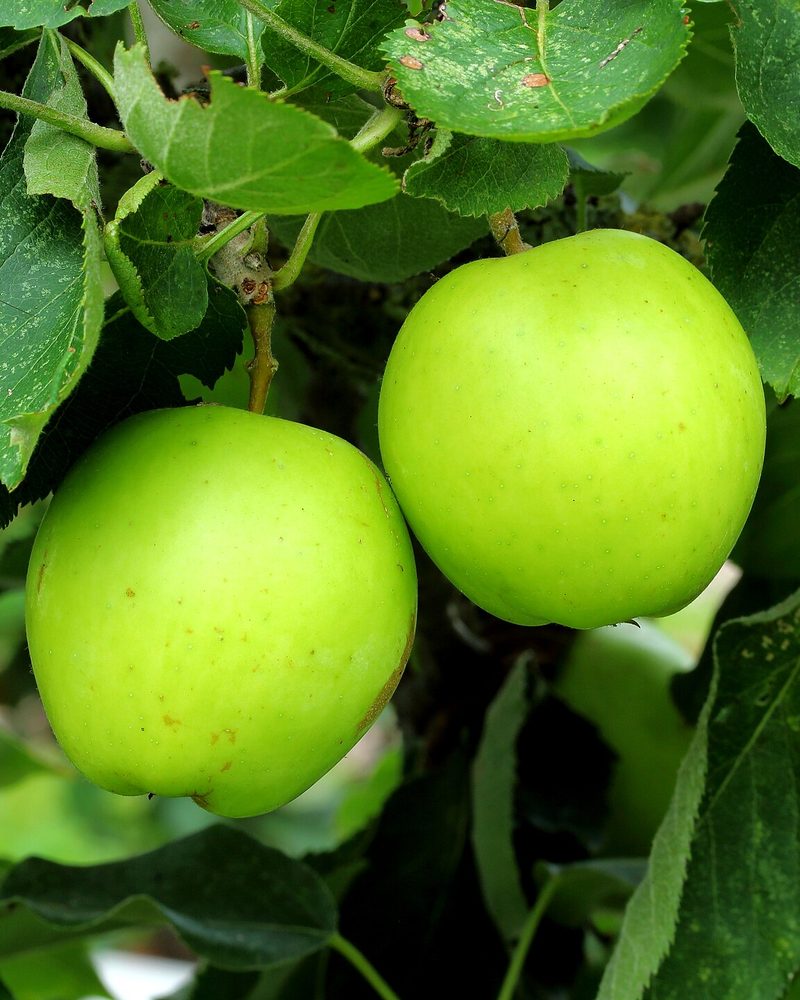 Photo of Mank's Codlin apples