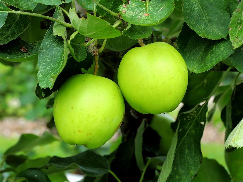 Photo of Mank's Codlin apples