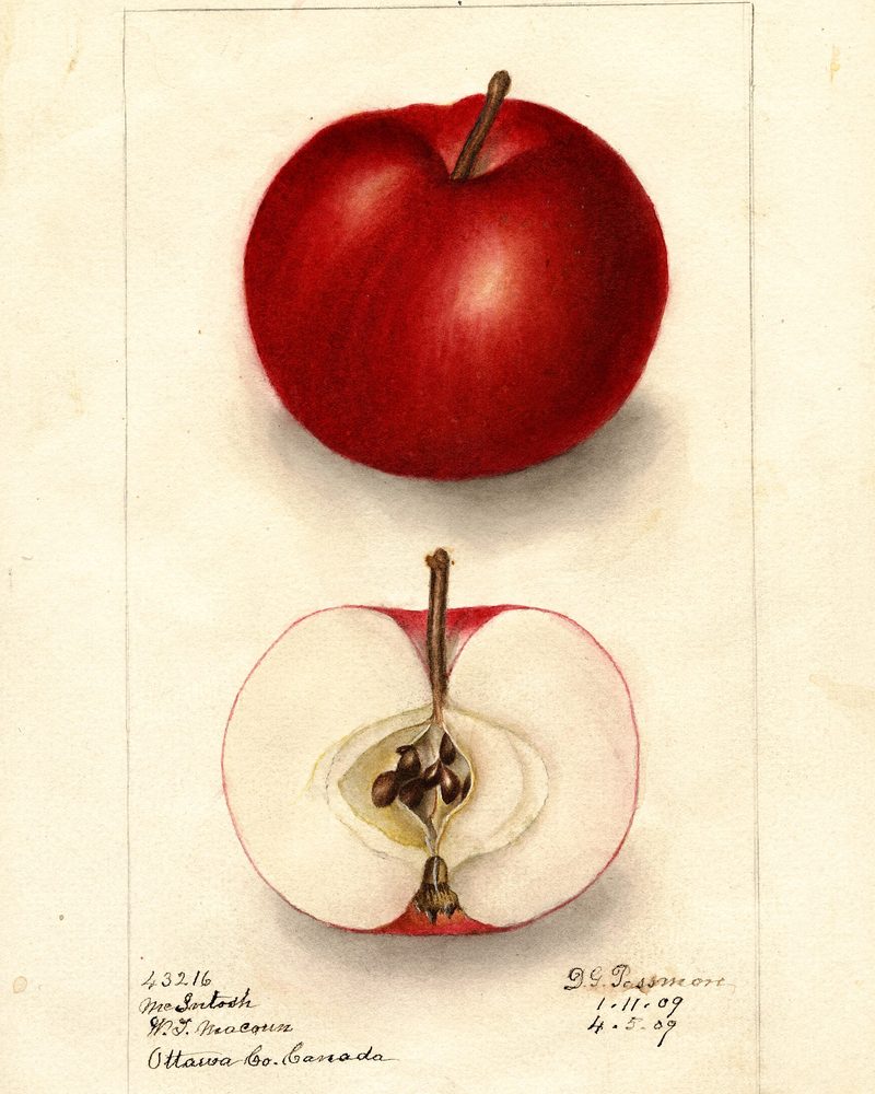 McIntosh apple, watercolor by Deborah Griscom Passmore (1909)