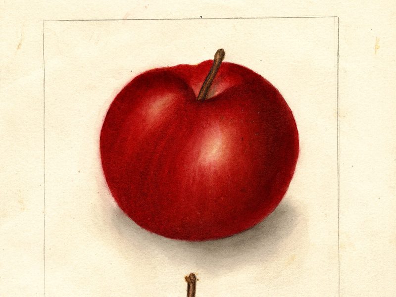 McIntosh apple, watercolor by Deborah Griscom Passmore (1909)