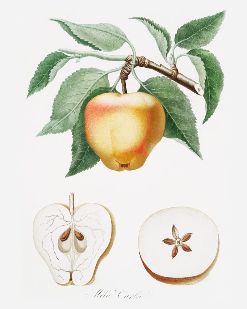 Mela Carla: historic illustration, Pomona Italiana (1817–39)