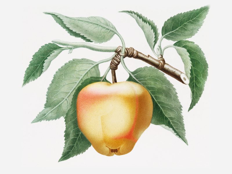Mela Carla: historic illustration, Pomona Italiana (1817–39)
