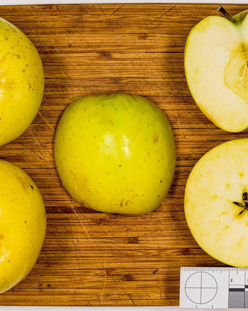 Photo of Mutsu (Crispin) apples