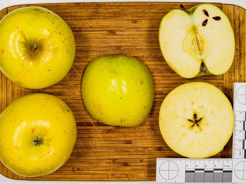 Photo of Mutsu (Crispin) apples