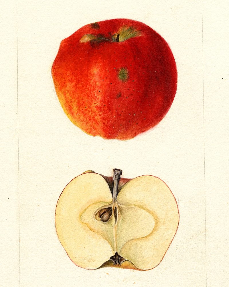 Nero apple, watercolor by Deborah Griscom Passmore (1894)