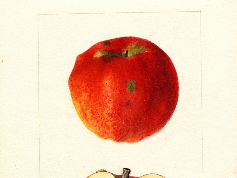 Nero apple, watercolor by Deborah Griscom Passmore (1894)