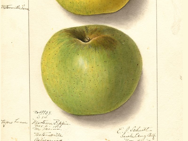 Newtown Pippin apple, watercolor by Ellen Isham Schutt (1910)