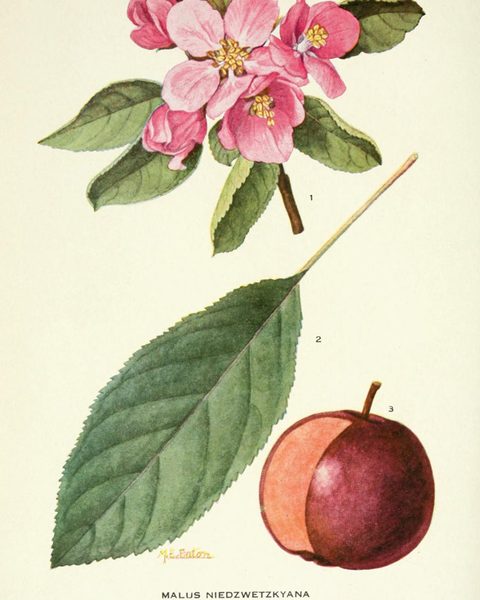 Niedzwetzkyana Crab: historic illustration, botanical compendium (1921)