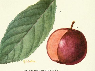 Niedzwetzkyana Crab: historic illustration, botanical compendium (1921)
