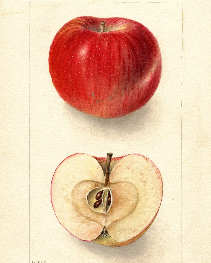Northern Spy apple, watercolor by Deborah Griscom Passmore (1904)