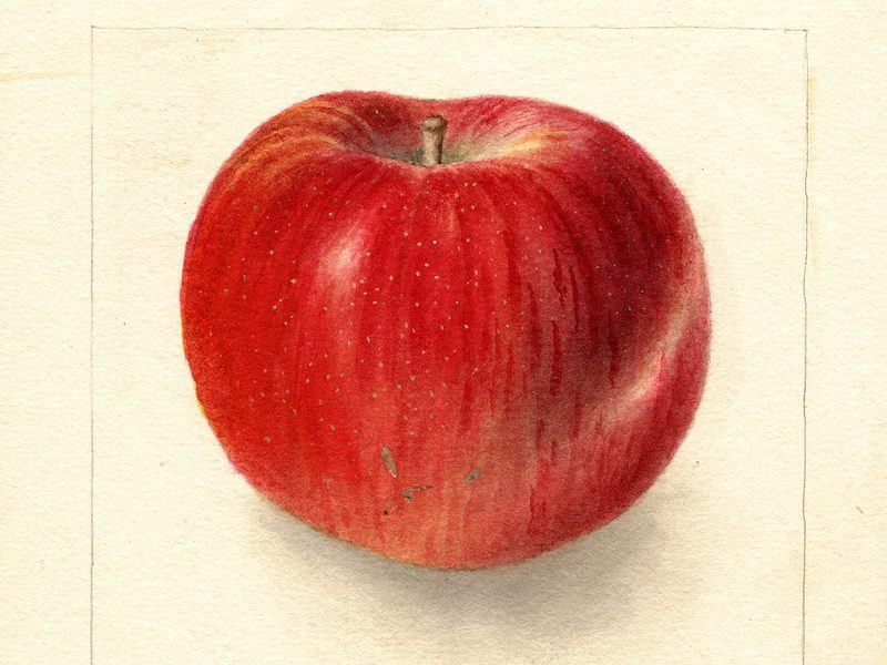 Northern Spy apple, watercolor by Deborah Griscom Passmore (1904)