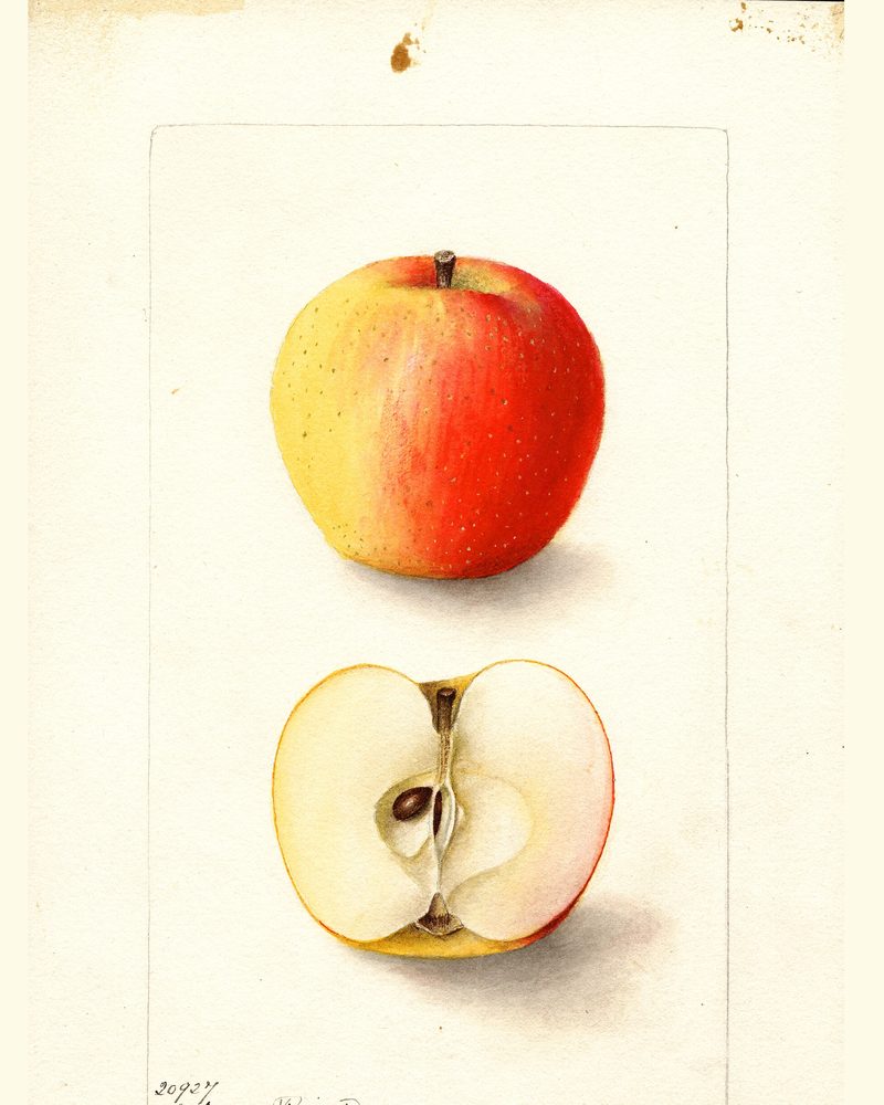 Orleans Reinette apple, watercolor by Deborah Griscom Passmore (1900)