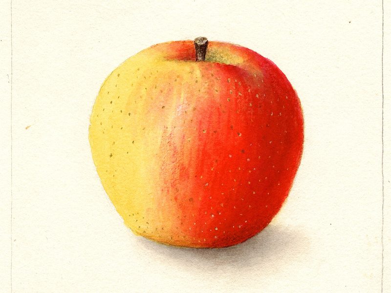 Orleans Reinette apple, watercolor by Deborah Griscom Passmore (1900)