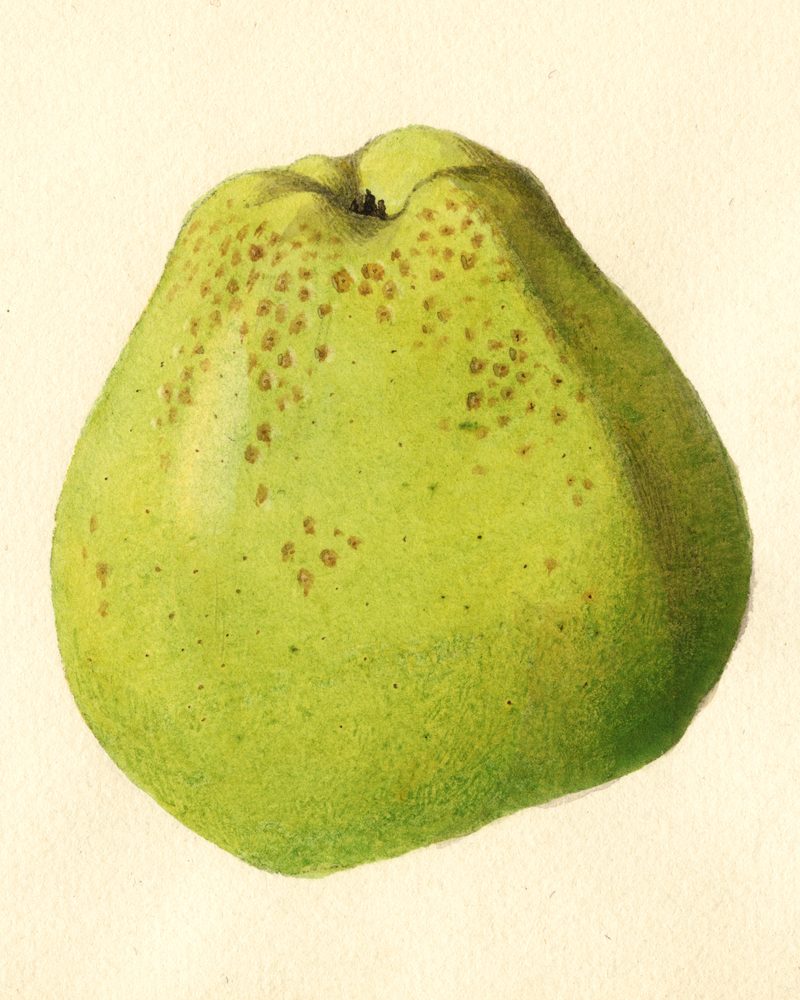 A USDA watercolor (1920) of a green, conical apple labelled simply “Pearmain”