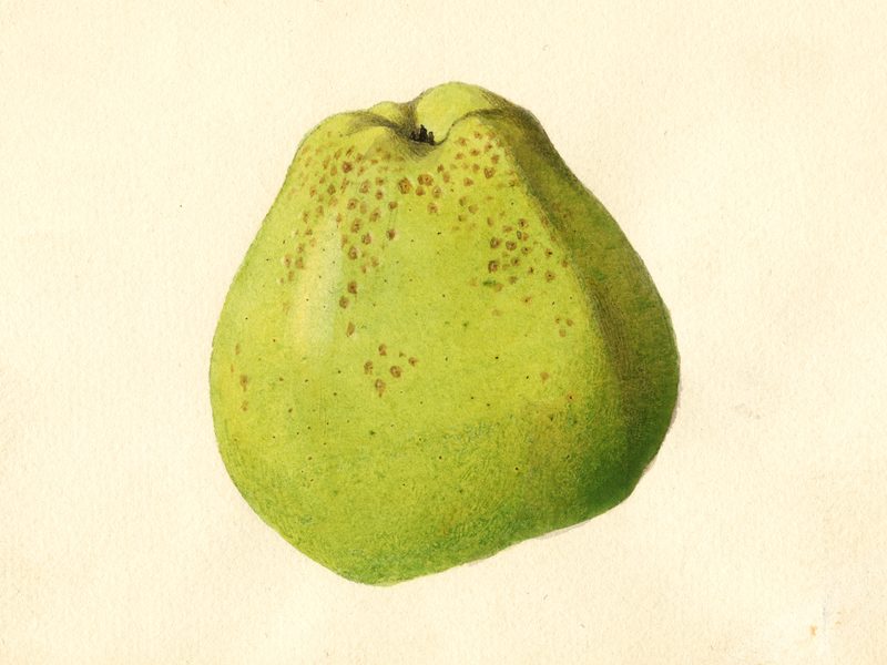 A USDA watercolor (1920) of a green, conical apple labelled simply “Pearmain”