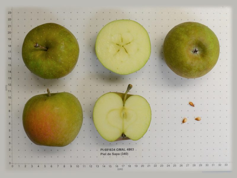 Photo of Piel de Sapo apples