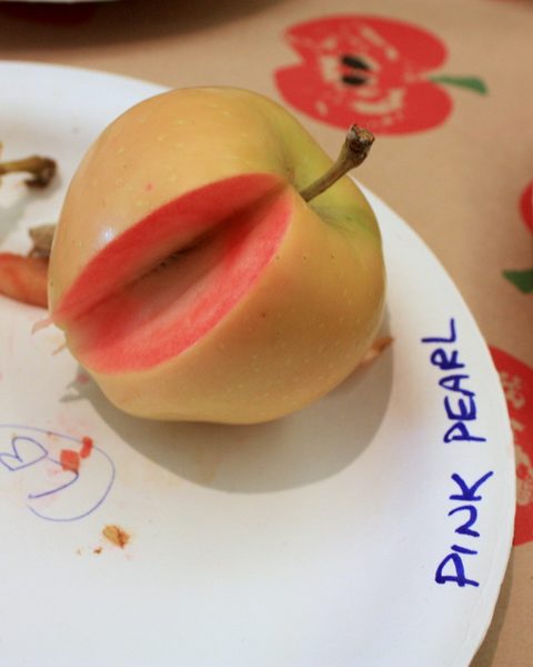 Photo of Pink Pearl apples