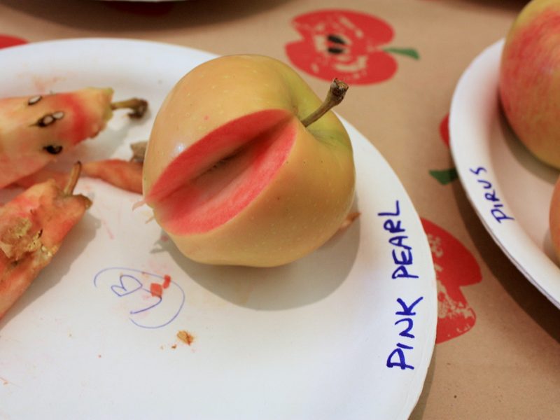 Photo of Pink Pearl apples