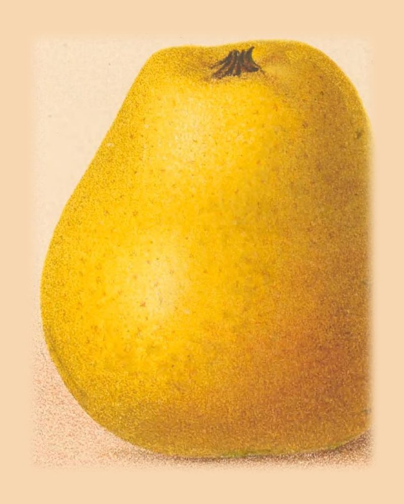 Pitmaston Pineapple: historic illustration, The Herefordshire Pomona, vol. 2, plate LXIX, fig. 8 (Woolhope Club, 1876–85)