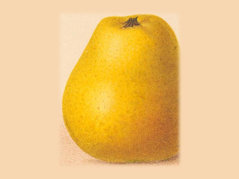 Pitmaston Pineapple: historic illustration, The Herefordshire Pomona, vol. 2, plate LXIX, fig. 8 (Woolhope Club, 1876–85)