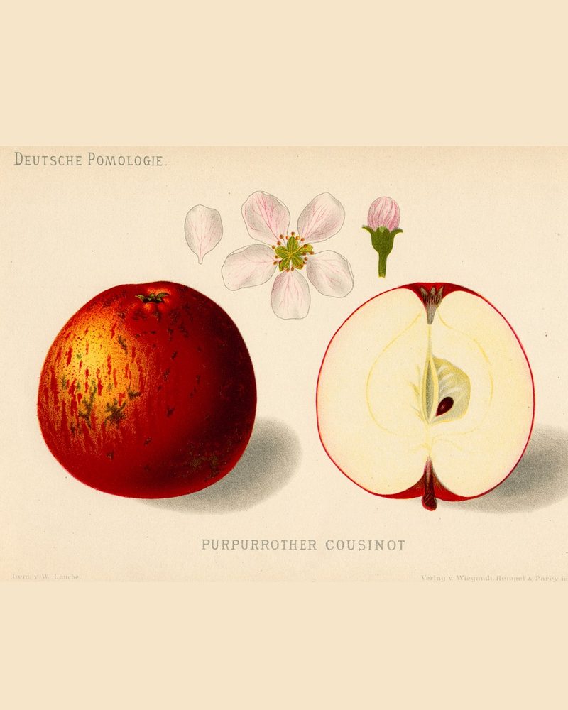 Purpurroter Cousinot: historic illustration, Deutsche Pomologie: Äpfel, plate 9 (1882)