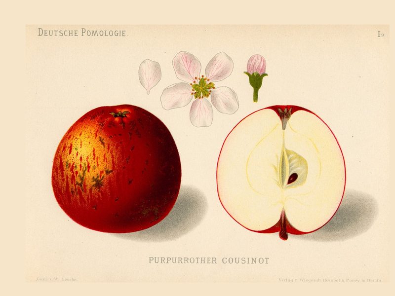 Purpurroter Cousinot: historic illustration, Deutsche Pomologie: Äpfel, plate 9 (1882)