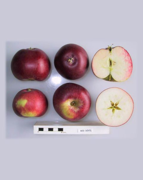 Photo of Red Devil apples