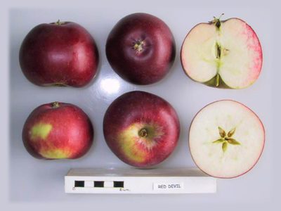 Photo of Red Devil apples