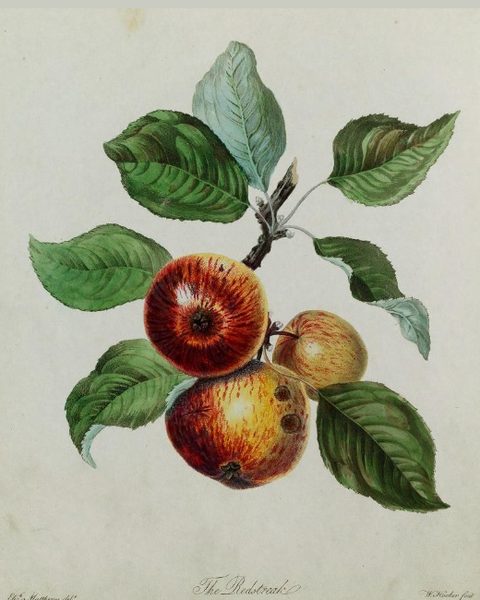 Redstreak: historic illustration, Pomona Herefordiensis (1811)