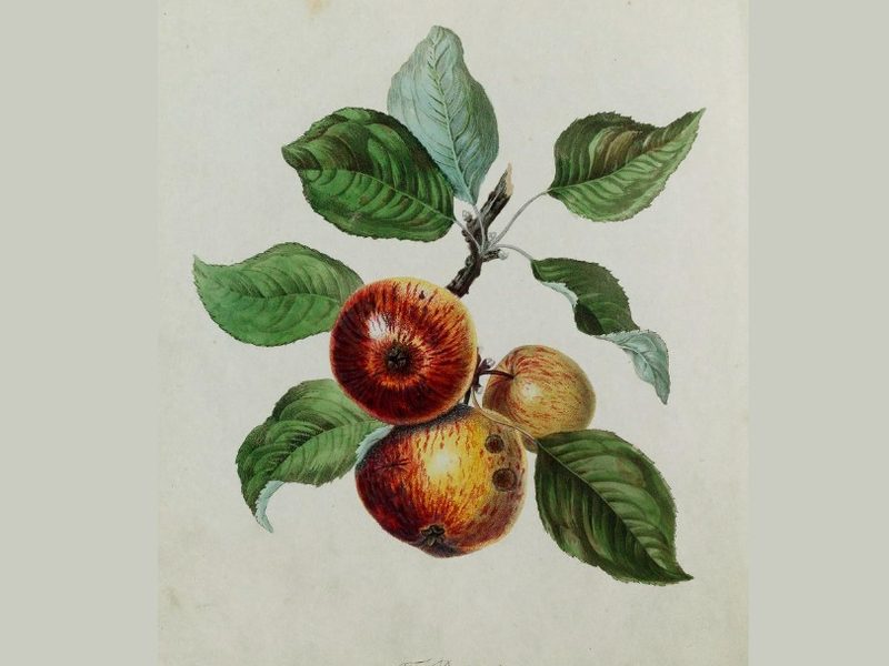 Redstreak: historic illustration, Pomona Herefordiensis (1811)
