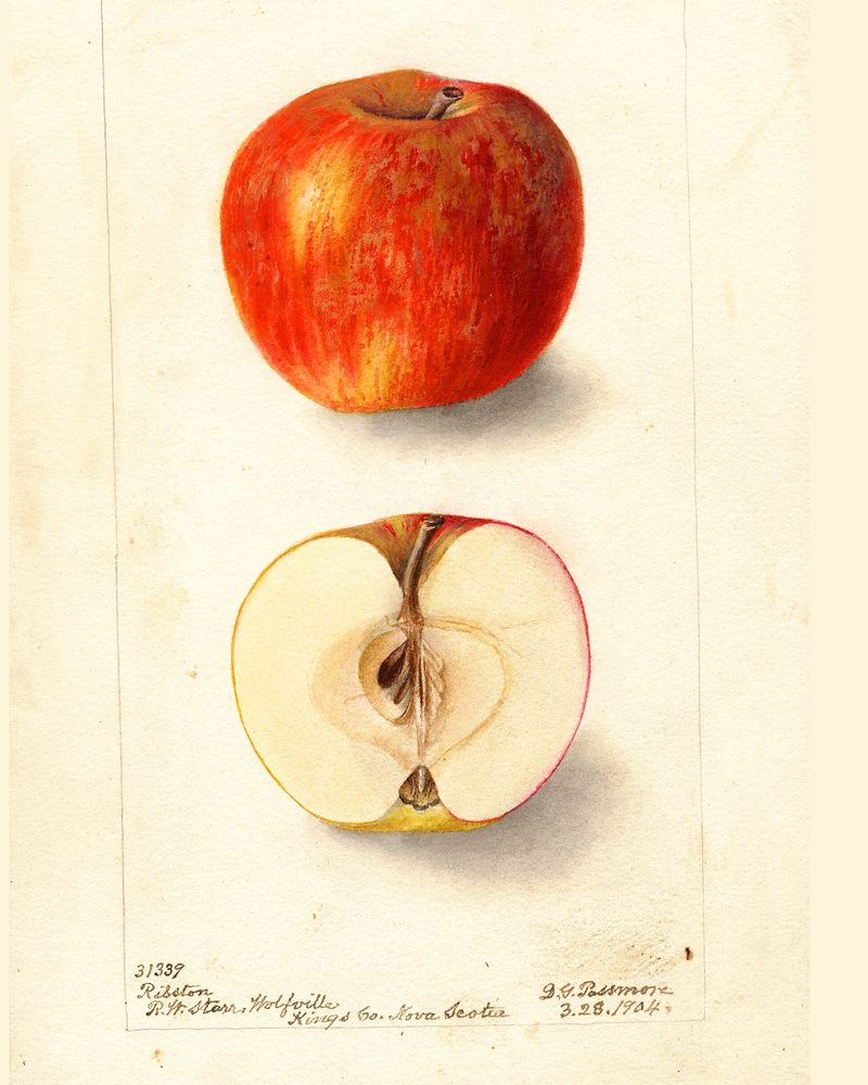 Ribston Pippin apple, watercolor by Deborah Griscom Passmore (1904)
