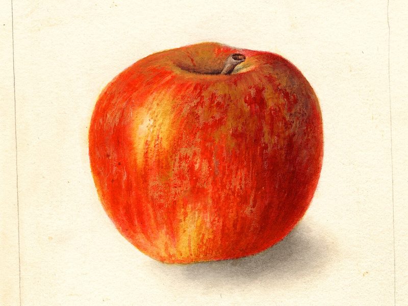 Ribston Pippin apple, watercolor by Deborah Griscom Passmore (1904)