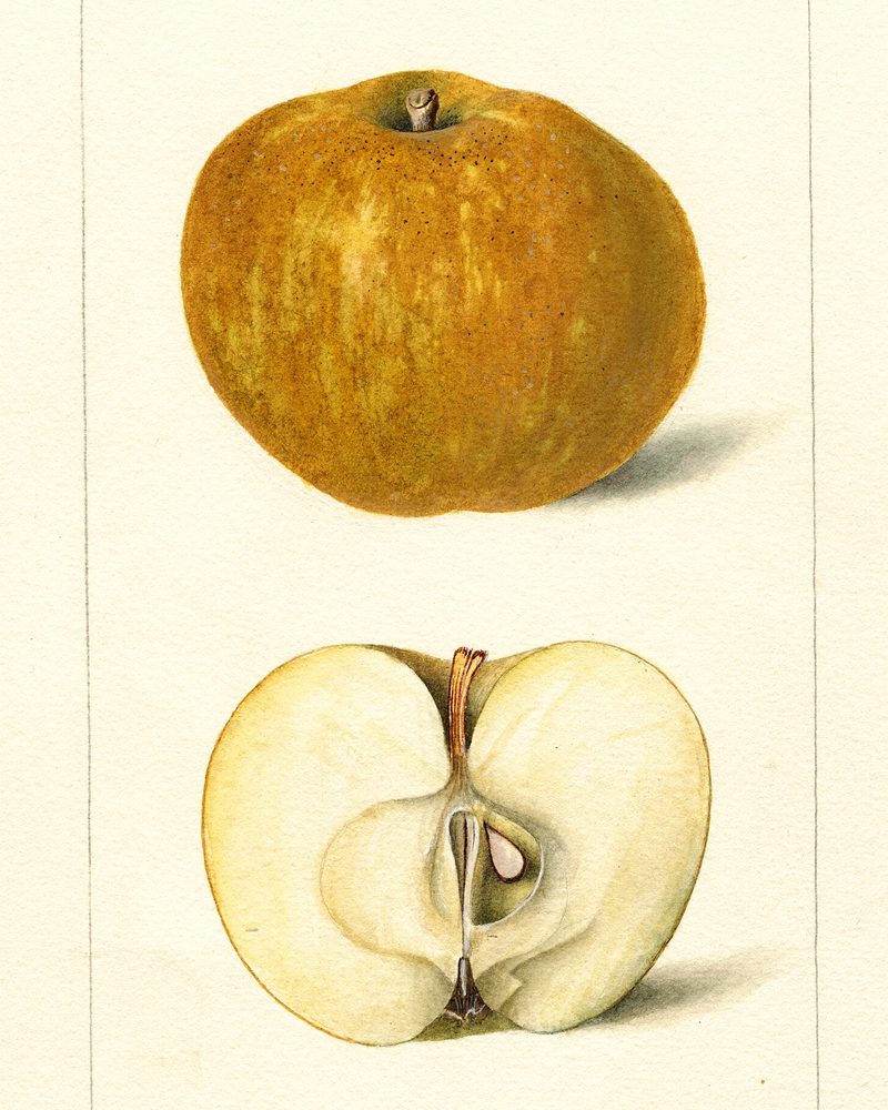 Roxbury Russet apple, USDA pomological watercolor by Deborah Griscom Passmore, 1898