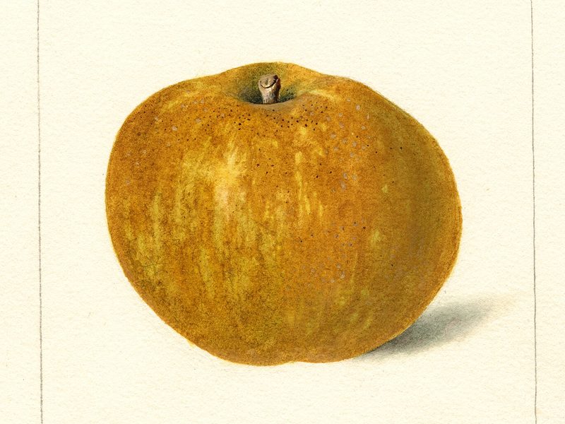 Roxbury Russet apple, watercolor by Deborah Griscom Passmore (1898)
