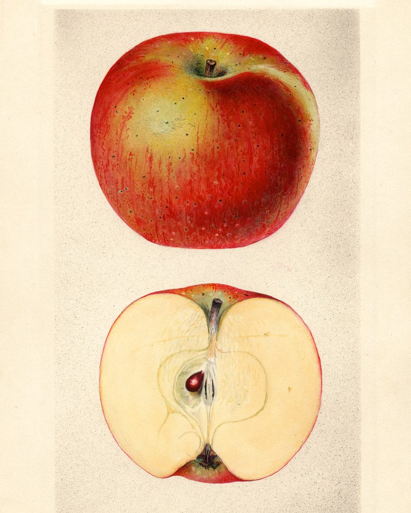Smith's Cider apple, watercolor by Mary Daisy Arnold (1929)